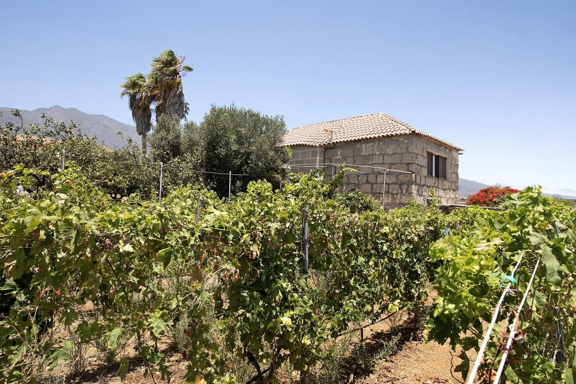 Las Tres Palmeras Güimar Kültér fotó